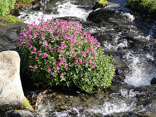 Flowers in creek in Summerland.