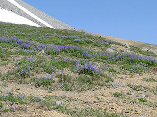 Lupine on other side of Panhandle Gap.