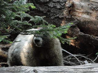 Marmot below Summerland switchbacks.