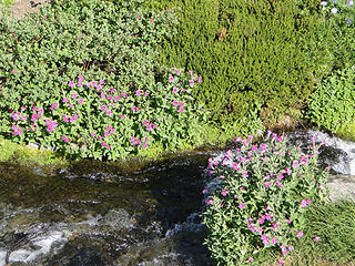 Flowers in creek in Summerland.