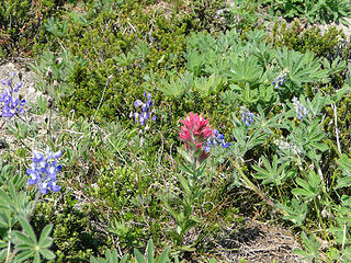 Lupine and Paintbrush on other side of Panhandle Gap.