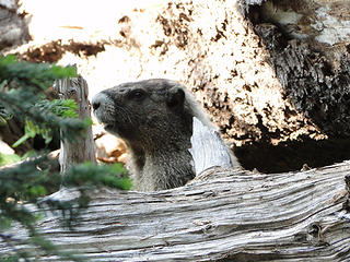 Marmot below Summerland switchbacks.