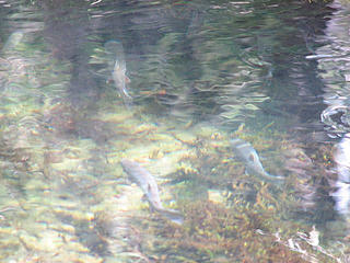 Lots of trout waiting for the Jerminator!
