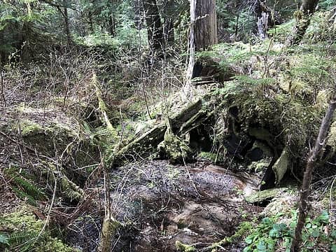 We found the the trail in most unlikely place. Cut log in shallow stream
