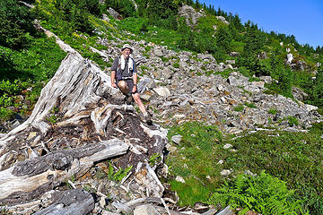 Huge stump. Trees were cut up to the skyline along this ridge