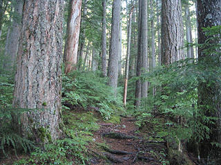 Nice old growth forest on Dingford Ck Trail