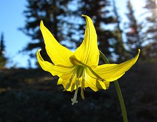 Don't trample the glacier lilies