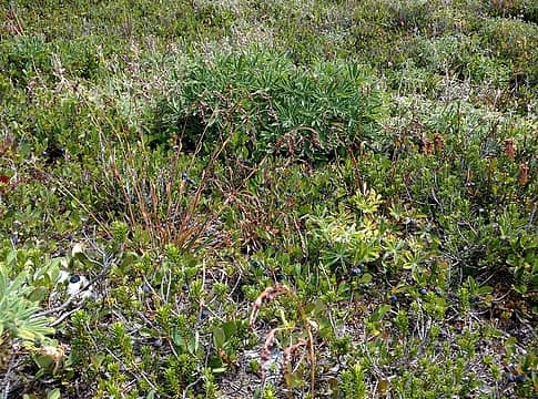 If you like really tasty wild blueberries, the entire upper mountain is covered with them.  There are literal acres of wild blueberries...it's weird.