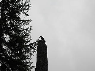 Raven atop a tree.  There was a pair of them following us for about 2 miles.