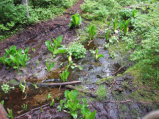 Skunk cabbage, it stunk real bad on my way back down.