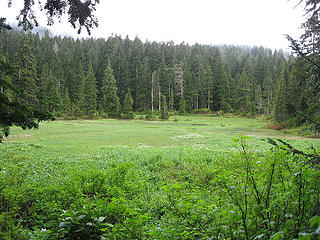 Swampy meadow near cutoff for Myrtle Lake.