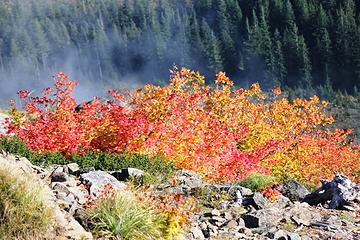 Fall color on Kelly Butte trail