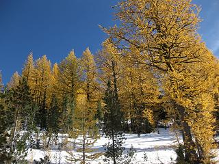 In the larches, finally!