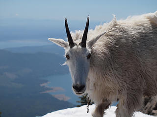 Mountain goat on the summit of Mt. Ellinor, Olympic National Forest.