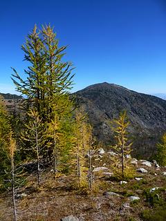 Larches and Middle Tiffany