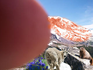 Rainier with Marmot, Goat, Flowers, and Alpenglow