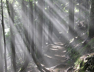 LIght in the Forest