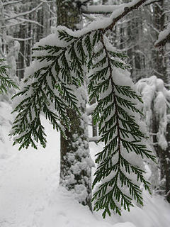 Snowy Cedar on Mt. Si
