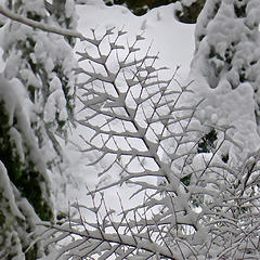 Geometric branches with snow