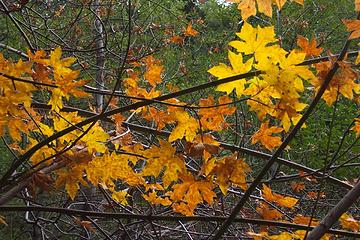 Fall Bigleaf Maple in Icehouse Canyon