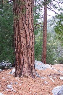 Jeffrey pines in Icehouse Canyon - San Gabriel Mountains - SoCal