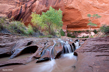 Coyote Gulch Oasis