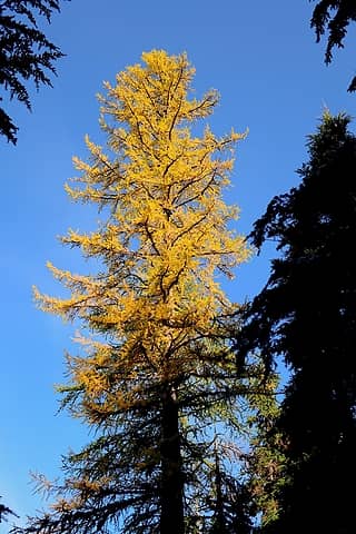 Western larch rising above the shadows