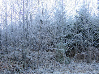 More frosty trees