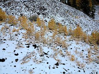 Larches working hard to repopulate the slopes.