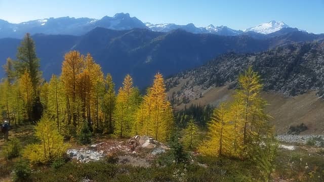 larches on the way to Ice Lakes