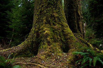 Ancient Sitka Spruce