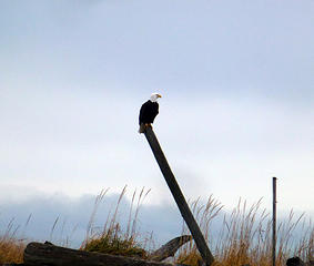 bald eagle, dungeness spit, sequim, WA 12.27.2011