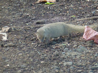 mongoose at waianapanapa, maui 12.24.2011