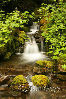 A waterfall along Cache Creek along the Dosewallips trail in Olympic National Park, Washington, USA.