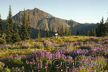 Sentinel Peak above meadows of lupine at Lost Pass, Olympic National Park, Washington, USA.