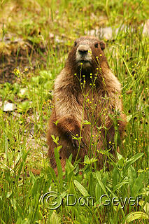 An Olympic Marmot stands alert in Dose Meadows, Olympic National Park, Washington, USA.
