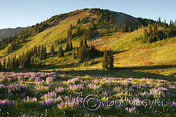 Meadows of lupine in evening light at Lost Pass, Olympic National Park, Washington, USA.