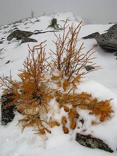 Highest larch on North Spectacle Butte