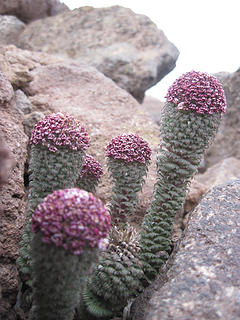 These cacti are in many places above 3000 meters in the Andes