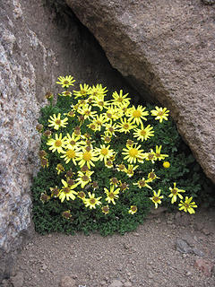 Flowers near summit of Cerro Wayle