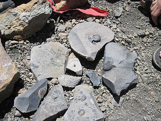 Fossils on Domuyo