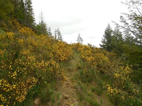 someone has made a few small paths in a couple of the scotch broom sections
