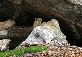 Pika near our packs