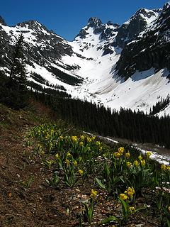 Glacier Lilies & Fisher Peak