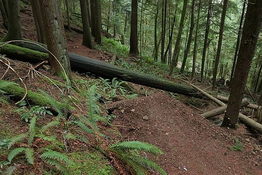 bike jump deliberately designed to land on the far side of the log, seems like bad consequences if you miss)