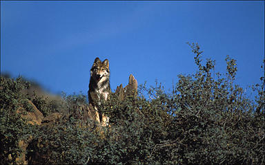 Sub-species Mexican Wolf in Arizona.