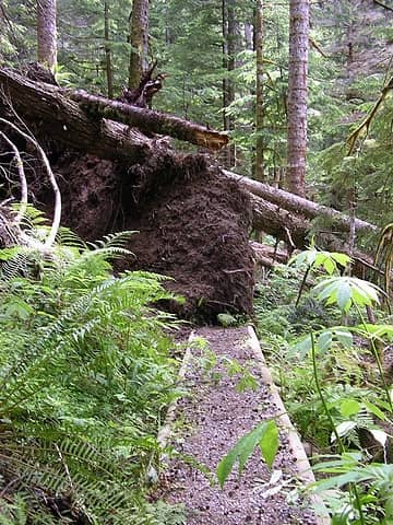 Tree obliterates trail