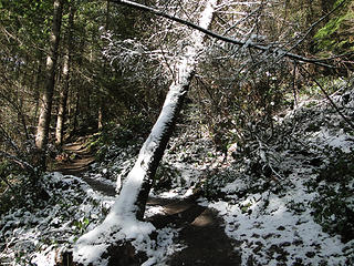 The leaning tree ~ 1300 feet on Chirico trail.