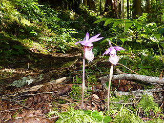 orchids on Suiattle River Trail