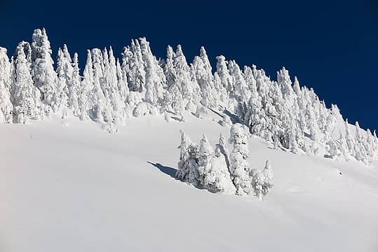 Very white summit trees